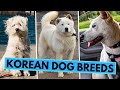All Korean Dog Breeds - Jindo, Sapsali, Pungsan and Others