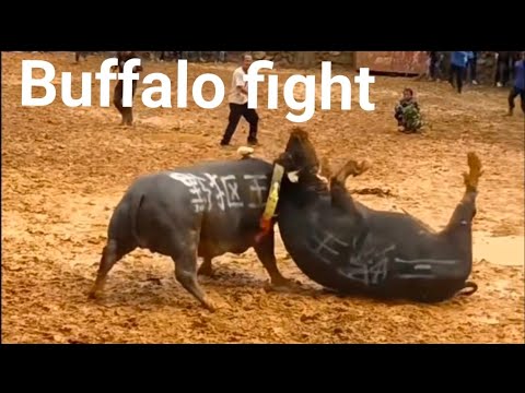 buffalo fighting/village entertainment.#buffalo