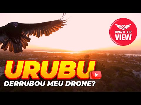 URUBU ATACA DRONE - VULTURE ATTACKS DRONE