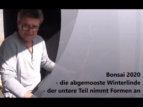 Bonsai 2020-46 - die abgemooste Winterlinde - der untere Teil nimmt Formen an