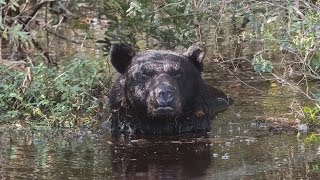 Black Bear Bathing in Alligator River Wildlife Refuge