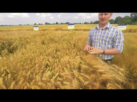 Saaten-Union: Winterfuttergerste LAURIELLE, Vertriebsberater Daniel Freitag, Standort Gudow