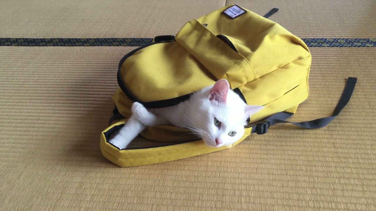 リュックの中に In Backpack