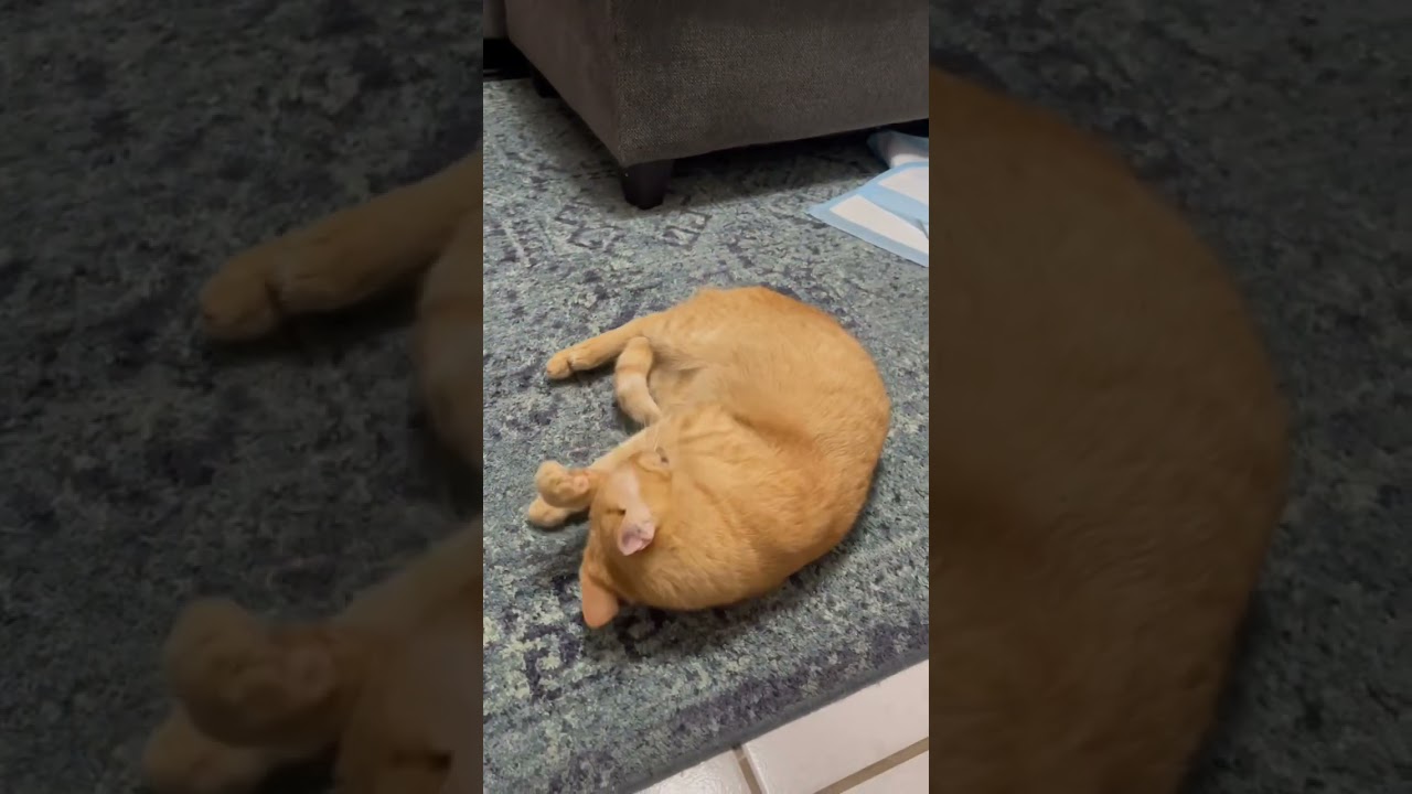 My two orange cats share a single braincell