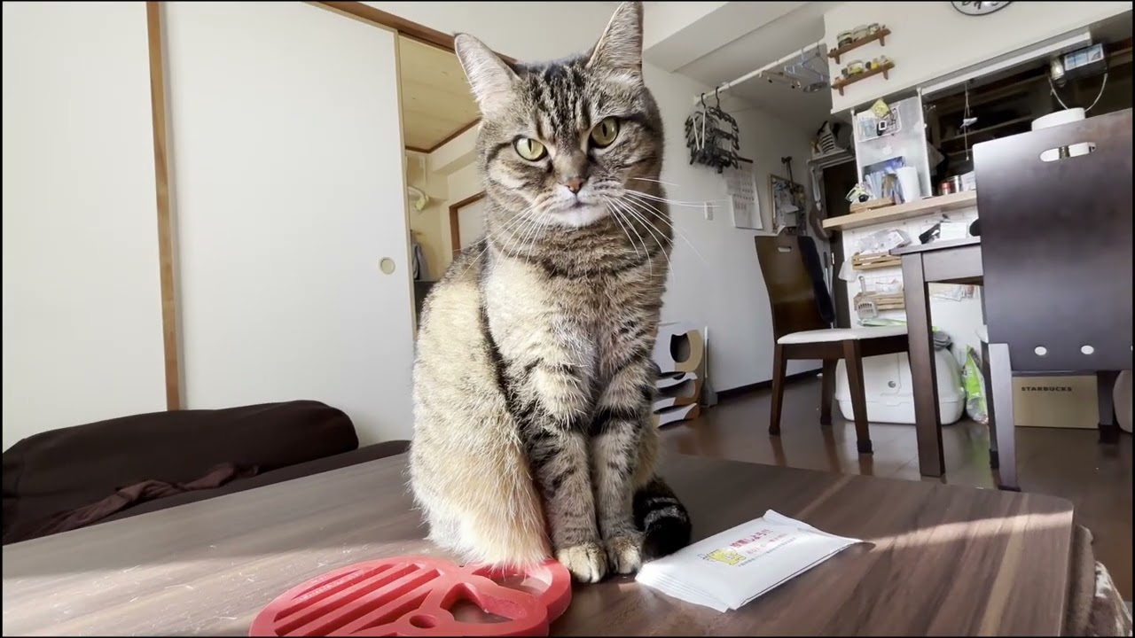 ウエットティッシュで遊ぶKOOお好み焼ビール【くーたの部屋】stanza del gatto