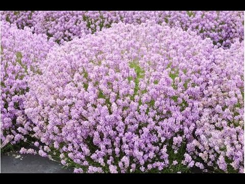 download lagu mp3 mp4 Ellagance Pink Lavender, download lagu Ellagance Pink Lavender gratis, unduh video klip Ellagance Pink Lavender