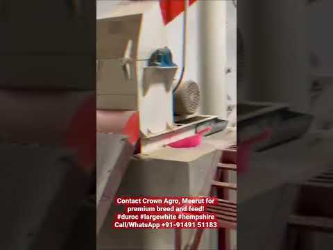 Best quality pigs for breeding, contact for #pigfeed...