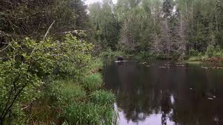 Moose crossing Poplar Creek