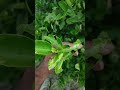 Worm In Lemon Trees Insect In Lemon Trees Lemon Farming Lemon Tree Agriculture Shorts