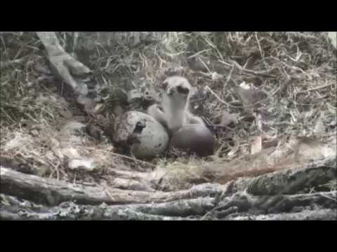 Second osprey chick hatches at Loch of the Lowes