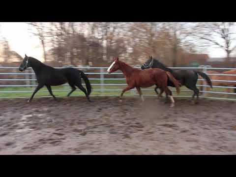 Diamond Lovely Boy + Sezuan´s Colorful +Little Totilas - FOR SALE – Duir Ask Ichschi