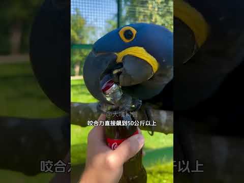 为什么我国禁止私自饲养大型鹦鹉？#科普知识#金刚鹦鹉