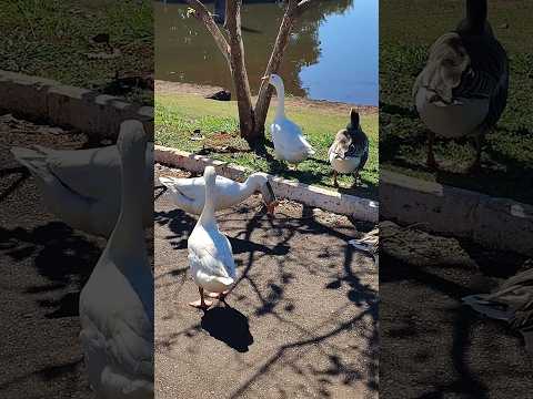Gansos do Parque Municipal dos Lagos Lêda Campos Borges em Frutal-Minas Gerais.