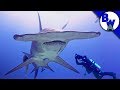 MASSIVE Hammerhead Shark Filmed in Bahamas! - Mark Vins   MASSIVE Hammerhead Shark Filmed in Bahamas!