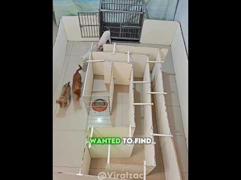 Can These Dogs Solve a Maze?