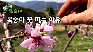복숭아 꽃 따는 이유는?