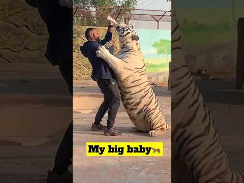 The largest giant tiger in the world #lion #lionslife