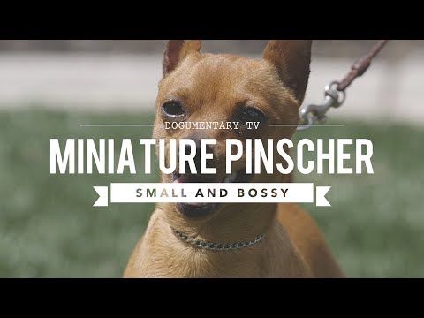 ALL ABOUT MINIATURE PINSCHER - SMALL AND BOSSY