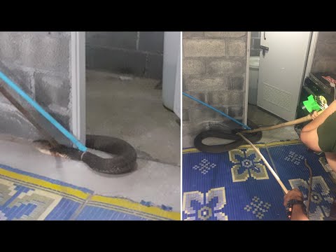 Woman Finds 15ft King Cobra In Bathroom