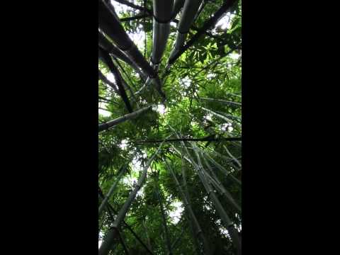 Bamboo Forest Sounds
