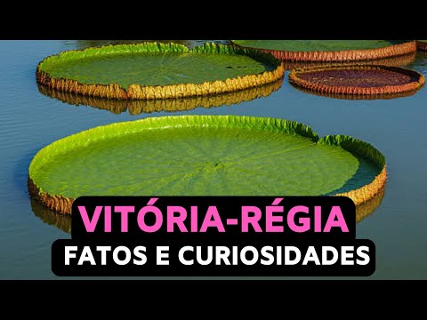 Vitória-régia (Victoria amazonica) - Fatos e Curiosidades Interessantes sobre essa Planta Aquática!!