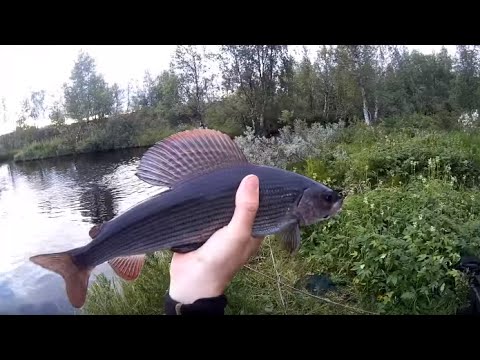 Harjuksen kalastusta Lapissa osa 3/3