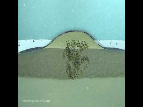 The Dynamic World of Cell Behavior | Shaman Directory