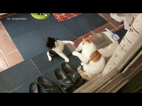Cat Fight | 4K