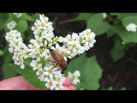 download lagu mp3 mp4 Buckwheat Cultivation, download lagu Buckwheat Cultivation gratis, unduh video klip Buckwheat Cultivation