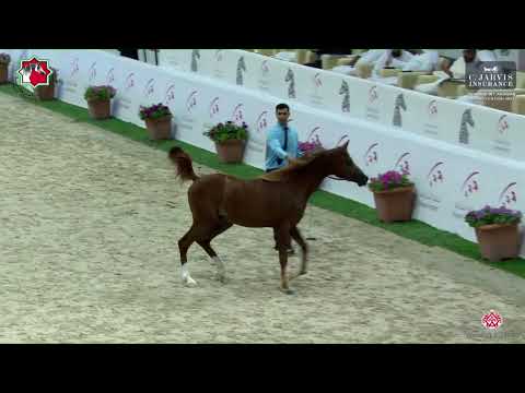 N 173 SARAB BD   Sharjah International Arabian Horse Festival 2023   Colts 2 Yrs  Old Section A Clas