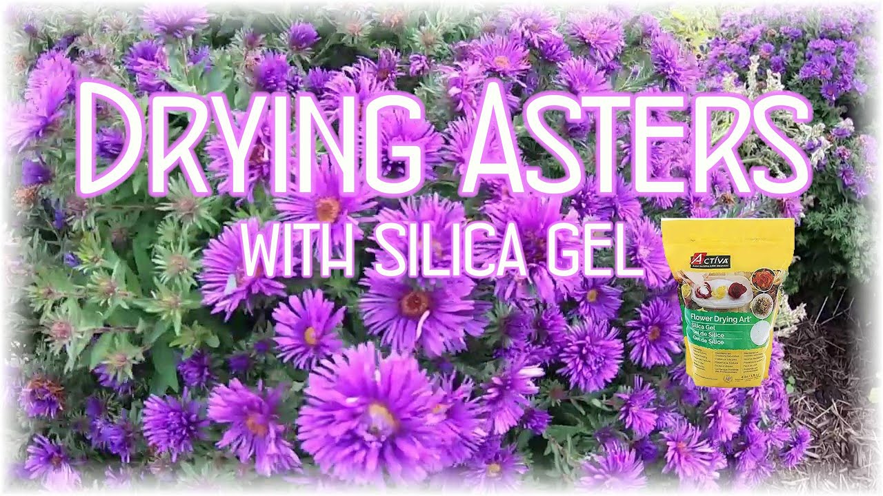 Drying Asters with Silica Gel
