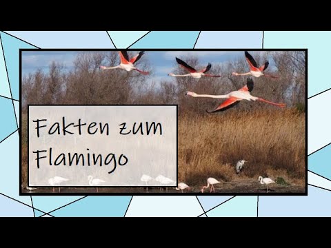 Wissenswertes zum Flamingo in unter 3 Minuten - Fakten
