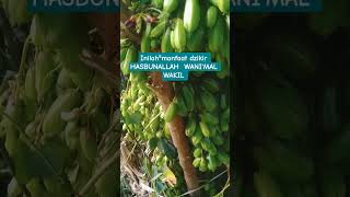 Download lagu ⁵ manfaat dzikir hasbunallah wanikmal wakil mp3