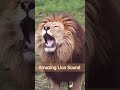 Lion Sound 🦁 | Lion Roaring ( Roar sound ) #shorts