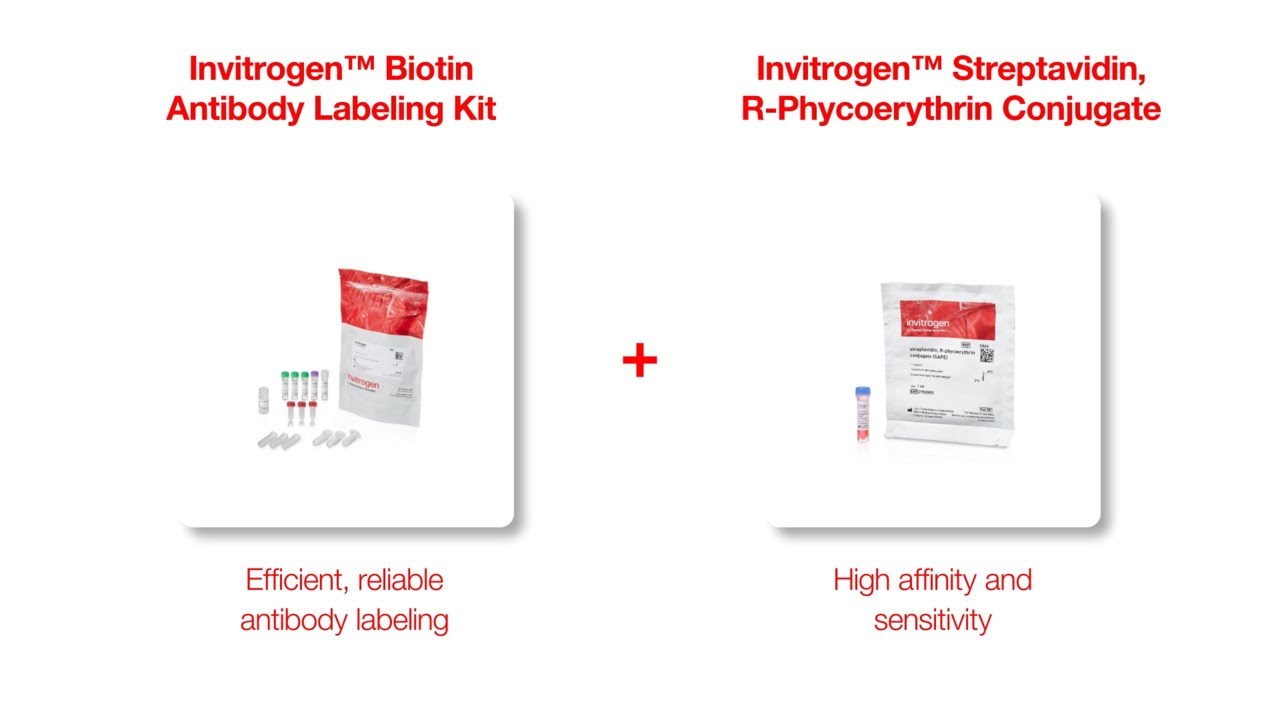 Perfect Pairings: Biotin Antibody Labeling Kit + SAPE Conjugate