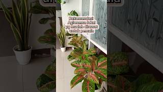 Download lagu Types of aglaonema that are easy to care for for beginners‼️ #shorts #ornamentalplants mp3