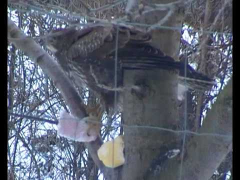 Greifvogel Habicht  Fütterung bei der surifarm de
