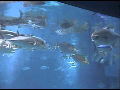 2005.02.07 關西北陸自助旅行 大阪水族館 海遊館 鬼蝠魟 鯨鯊