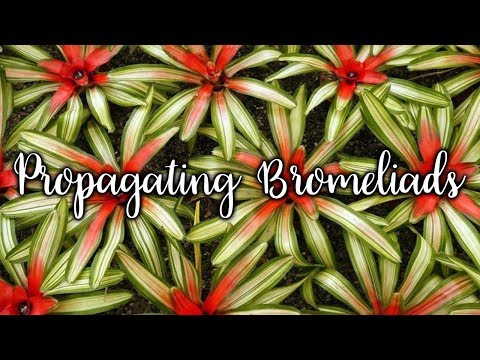 , title : 'Propagating Bromeliads: How To Remove & Pot Up Bromeliad Pups / Joy Us Garden'