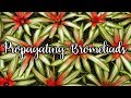 Propagating Bromeliads: How To Remove & Pot Up Bromeliad Pups / Joy Us Garden