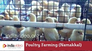 A chicken and egg situation in Namakkal 