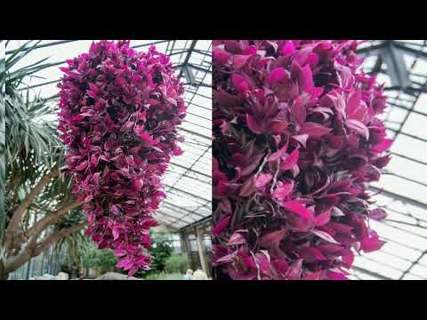 #Hangingplant# Awesome veriety plants--wandering jew#tradescantia#verigated wanderingjews#