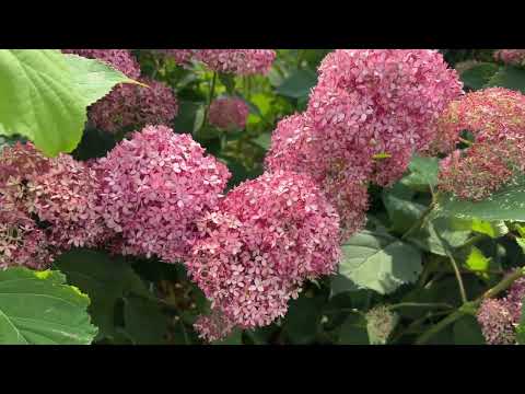 3 Reliable Blooming Hydrangeas - Smooth Hydrangeas