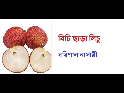 SEEDLESS LITCHI Video      BARISAL NURSERY thumbnail