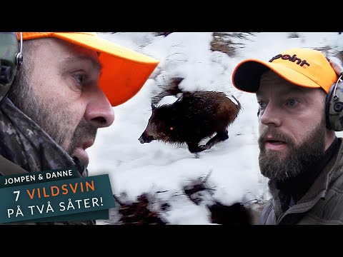 Sju vildsvin på två såter! - Drevjakt Johannishus