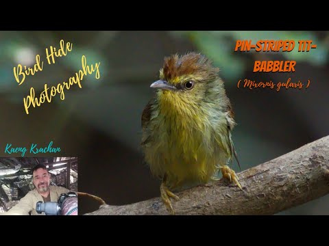 Timália žltobruchá (Mixornis gularis) — spev a hlas v prírode