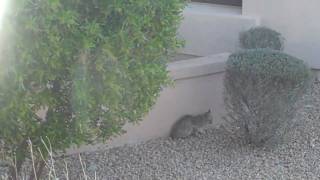 preview picture of video 'McDowell Mountain Ranch Bobcat Captured on Video Feb 12, 2010'