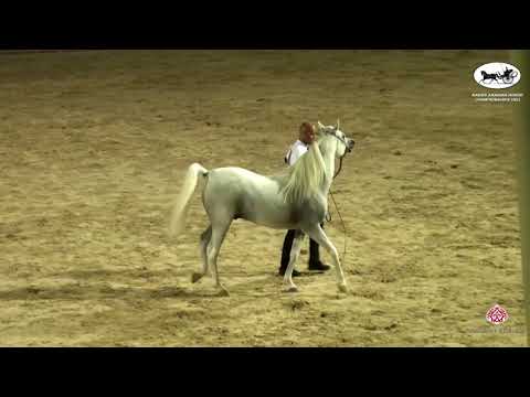 N 168 FARID AL FARIDA   Rabab Arabian Horse Championships   Stallions 7+ Years Old Class 10