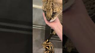 【おはようサーバルシリーズ⑧】
