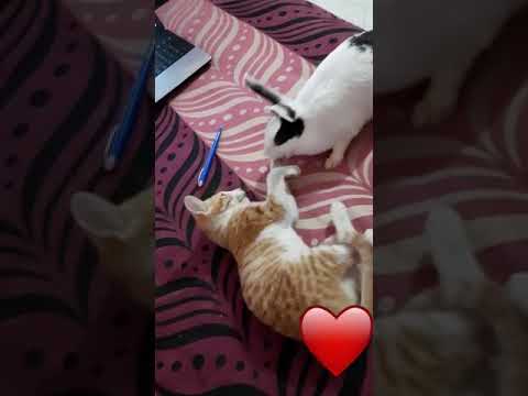Rabbit🐰 Vs Cat 🐱